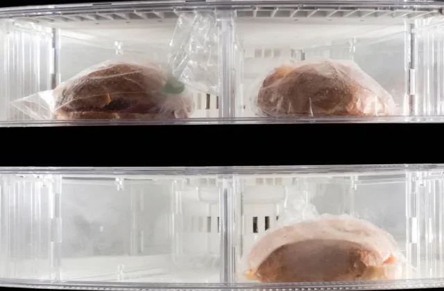 Ice Storage Mistakes That Ruin the Taste