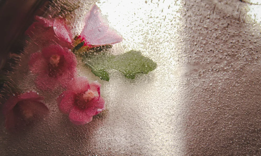 pink residue inside ice maker water reservoir close up
